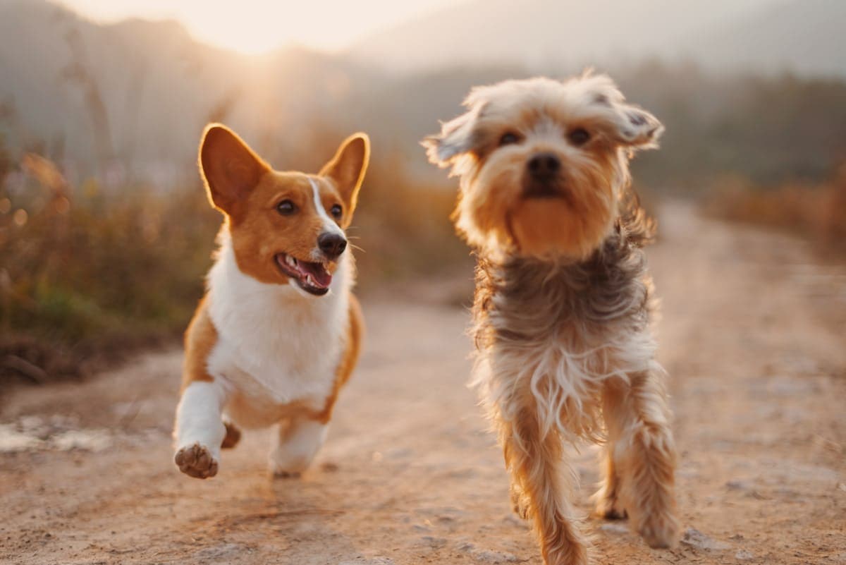 Dog Walking